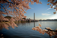Washingotn, DC Cherry Blossoms